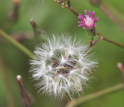 [This is a top-down image of small purplish-pink flower beside a fully open seedhead which is four times as wide as the flower. The flower has many short petals surrounding the nearly-white tightly-bunched stamen. The white seedhead is quite open. Each spike from the center supports a 